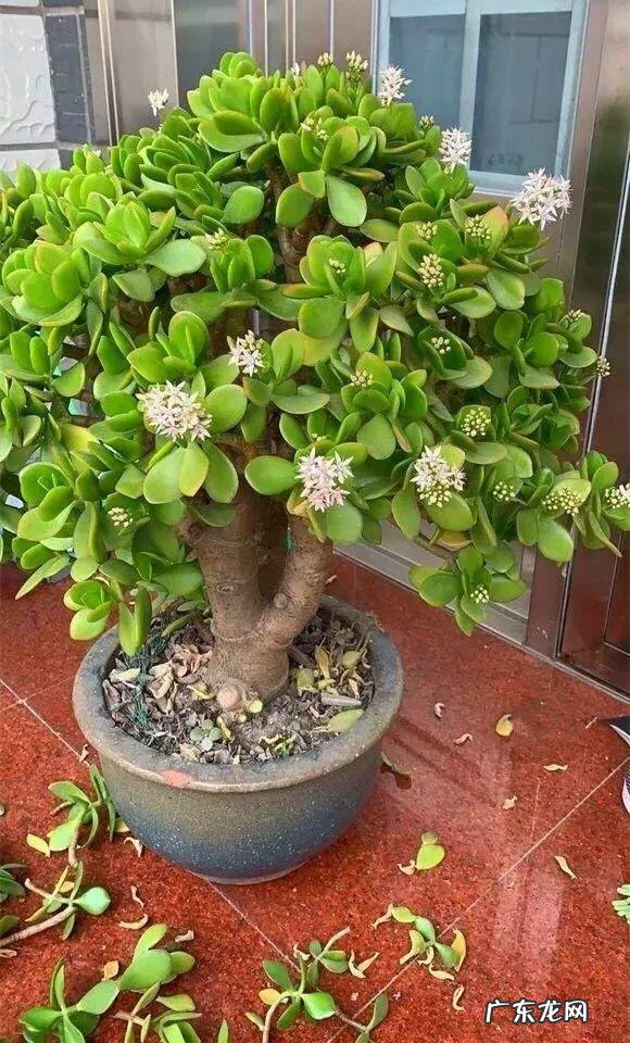 家中仙人掌摆放风水 风水仙人掌怎么扔