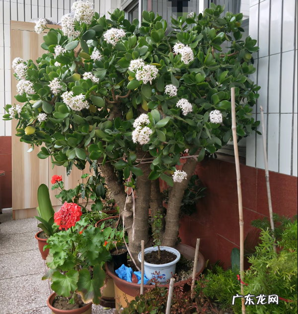 家中仙人掌摆放风水 风水仙人掌怎么扔