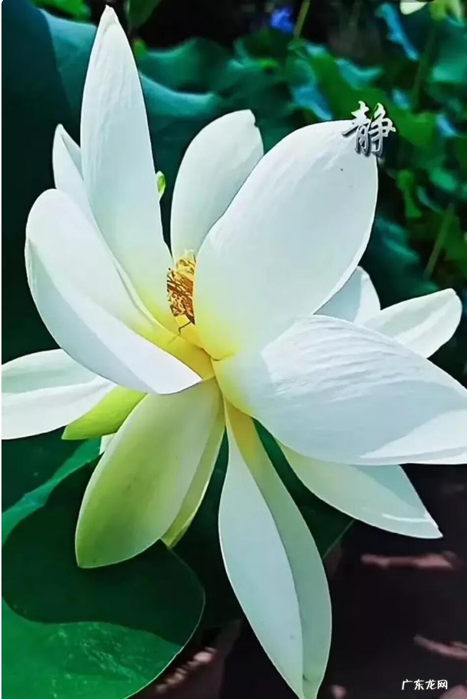 伞不能送人什么意思 要别人的伞好吗