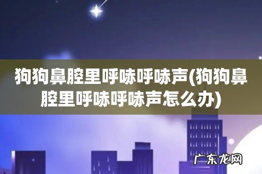 狗狗鼻腔里呼哧呼哧声怎么办 狗狗鼻腔里呼哧呼哧声