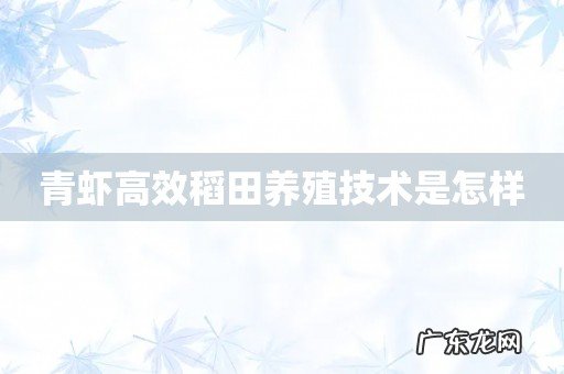 青虾高效稻田养殖技术是怎样