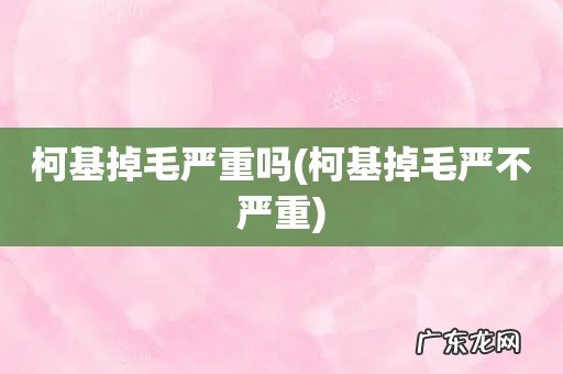 柯基掉毛严不严重 柯基掉毛严重吗