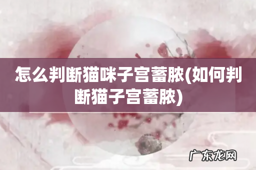 如何判断猫子宫蓄脓 怎么判断猫咪子宫蓄脓