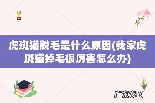 我家虎斑猫掉毛很厉害怎么办 虎斑猫脱毛是什么原因