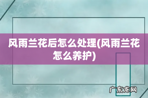 风雨兰花怎么养护 风雨兰花后怎么处理