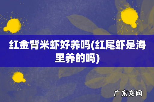 红尾虾是海里养的吗 红金背米虾好养吗