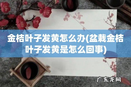 盆栽金桔叶子发黄是怎么回事 金桔叶子发黄怎么办