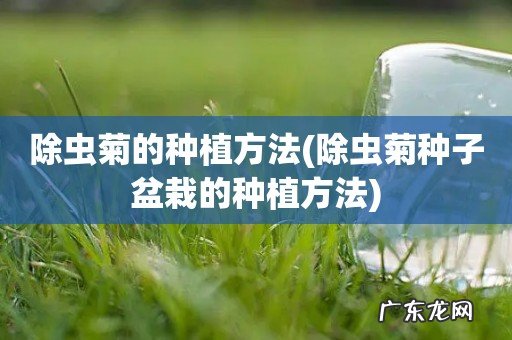 除虫菊种子盆栽的种植方法 除虫菊的种植方法