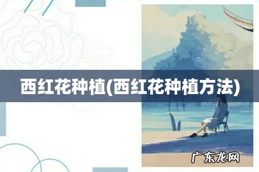 西红花种植方法 西红花种植