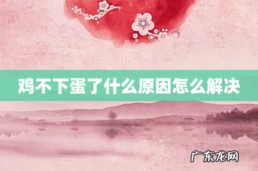 鸡不下蛋了什么原因怎么解决