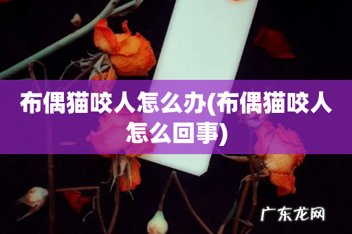 布偶猫咬人怎么回事 布偶猫咬人怎么办