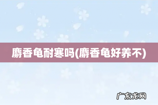 麝香龟好养不 麝香龟耐寒吗