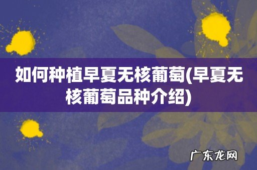 早夏无核葡萄品种介绍 如何种植早夏无核葡萄