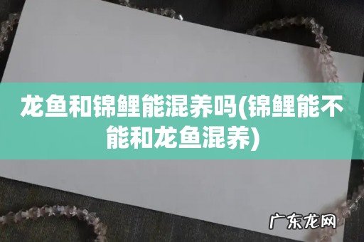 锦鲤能不能和龙鱼混养 龙鱼和锦鲤能混养吗