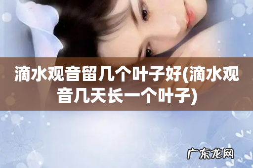 滴水观音几天长一个叶子 滴水观音留几个叶子好