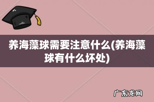 养海藻球有什么坏处 养海藻球需要注意什么