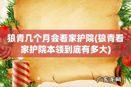狼青看家护院本领到底有多大 狼青几个月会看家护院