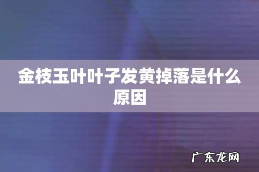 金枝玉叶叶子发黄掉落是什么原因