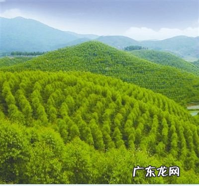 屋后有大院子风水好吗 屋后17万公顷大森林风水太好