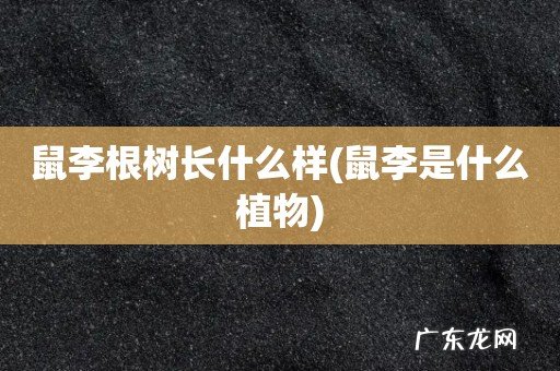 鼠李是什么植物 鼠李根树长什么样