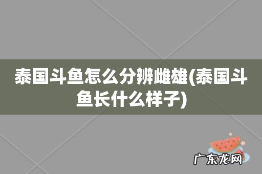 泰国斗鱼长什么样子 泰国斗鱼怎么分辨雌雄