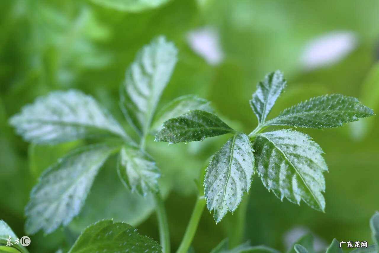 绞股蓝有什么用途 绞股蓝的作用?