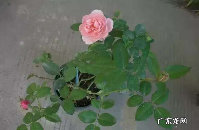 吸甲醛买什么植物 有哪些植物吸甲醛