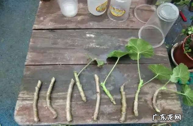 吸甲醛买什么植物 有哪些植物吸甲醛