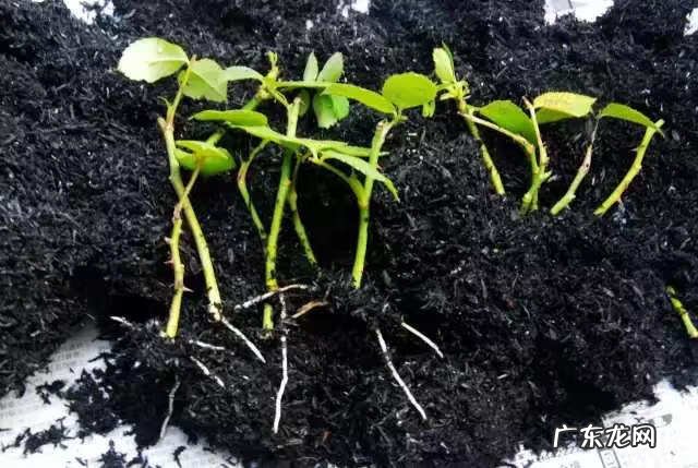 吸甲醛买什么植物 有哪些植物吸甲醛