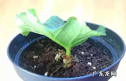 吸甲醛买什么植物 有哪些植物吸甲醛