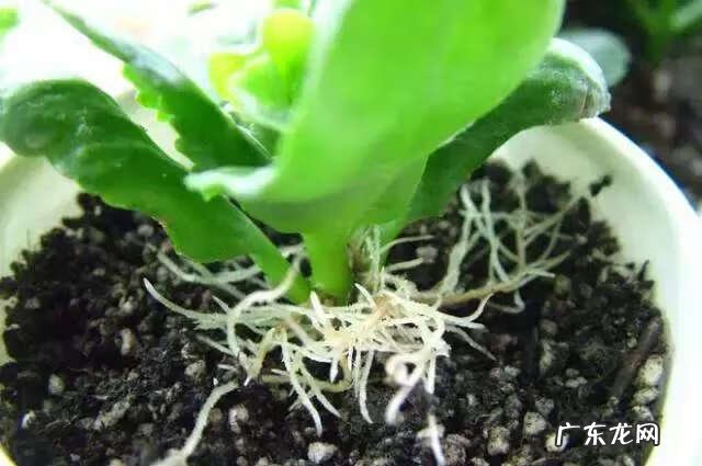 吸甲醛买什么植物 有哪些植物吸甲醛