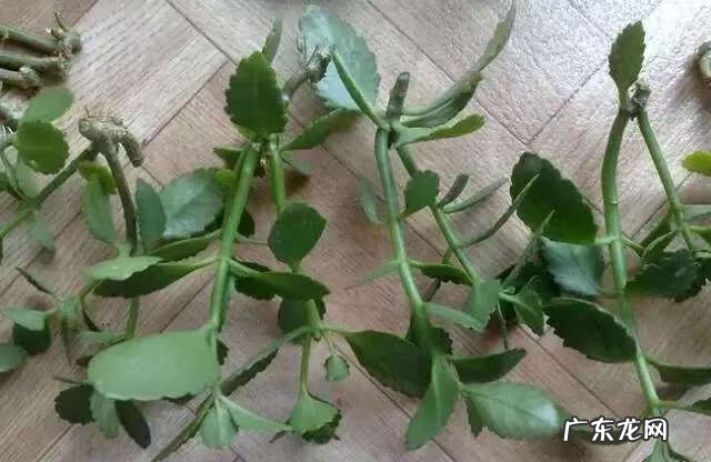 吸甲醛买什么植物 有哪些植物吸甲醛