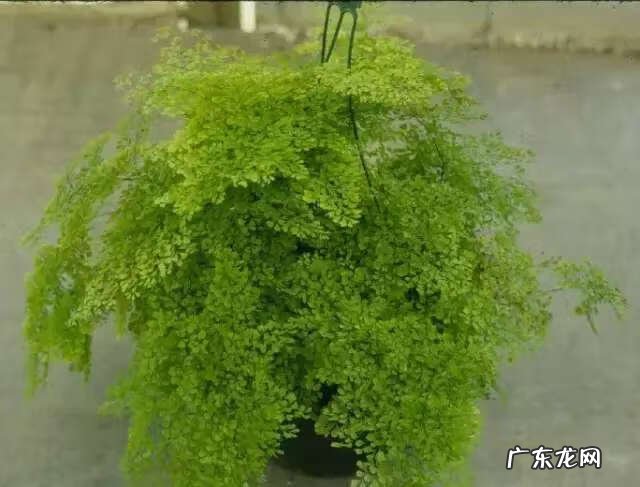 吸甲醛买什么植物 有哪些植物吸甲醛