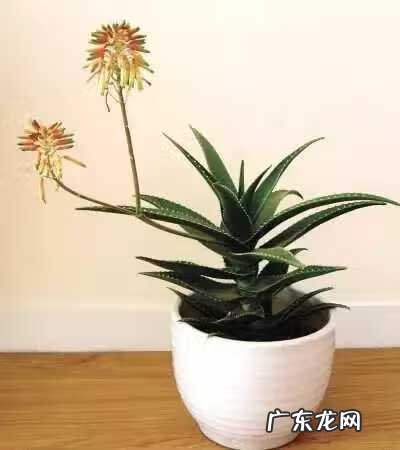 吸甲醛买什么植物 有哪些植物吸甲醛