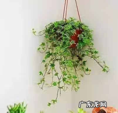 吸甲醛买什么植物 有哪些植物吸甲醛