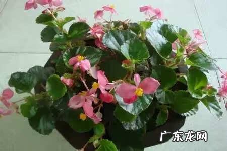 吸甲醛买什么植物 有哪些植物吸甲醛