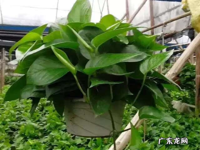 吸甲醛买什么植物 有哪些植物吸甲醛