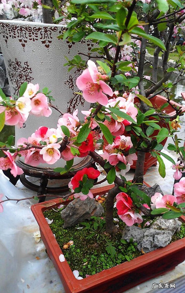 家中养什么树风水好 家中栽什么花树最好