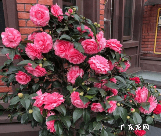 家中养什么树风水好 家中栽什么花树最好