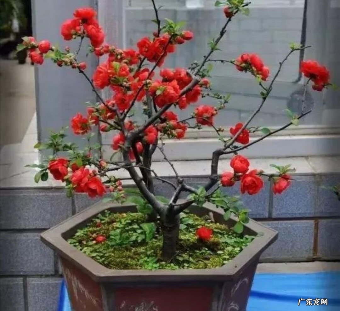 家中养什么树风水好 家中栽什么花树最好