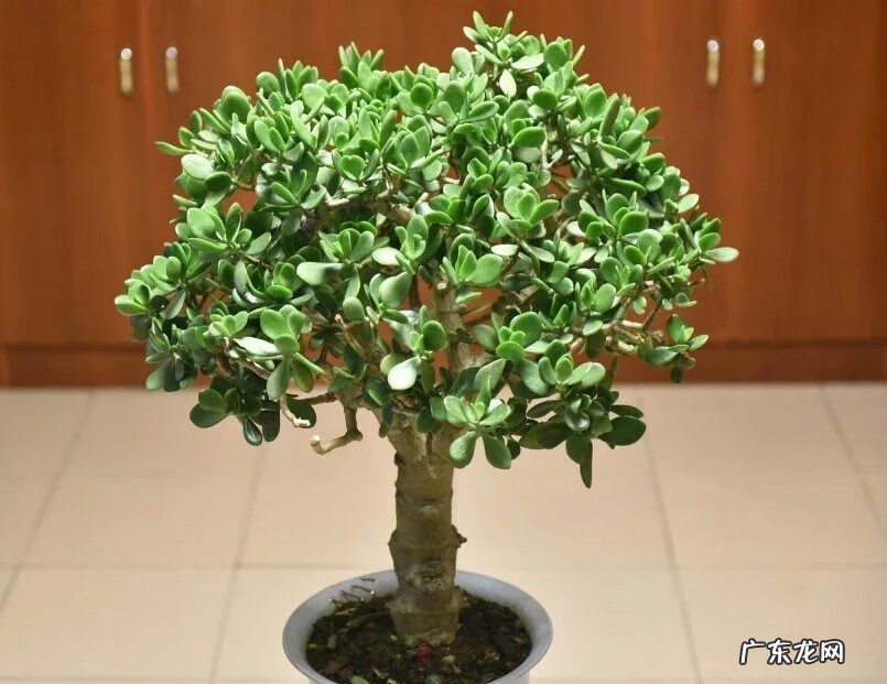 家中养什么树风水好 家中栽什么花树最好