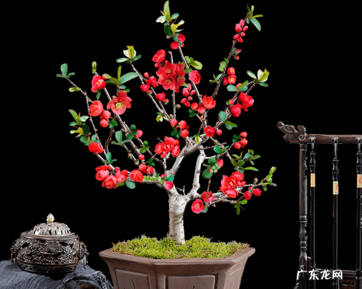 家中养什么树风水好 家中栽什么花树最好