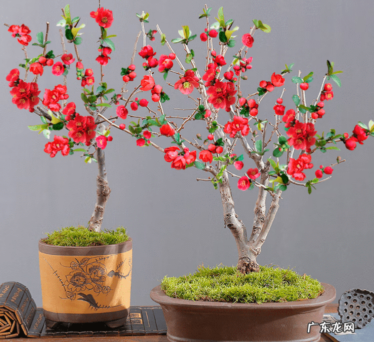 家中养什么树风水好 家中栽什么花树最好