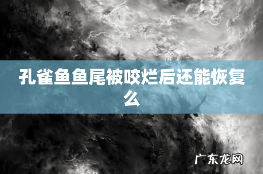 孔雀鱼鱼尾被咬烂后还能恢复么