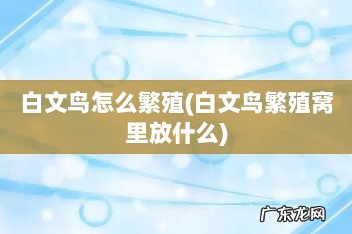 白文鸟繁殖窝里放什么 白文鸟怎么繁殖