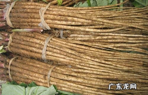 牛蒡的功效及用途 牛蒡的作用?