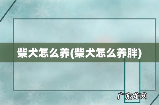 柴犬怎么养胖 柴犬怎么养
