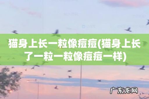 猫身上长了一粒一粒像痘痘一样 猫身上长一粒像痘痘