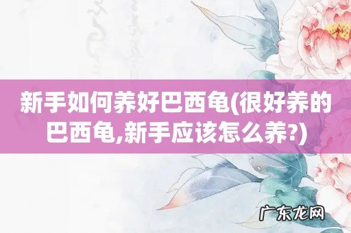 很好养的巴西龟,新手应该怎么养? 新手如何养好巴西龟