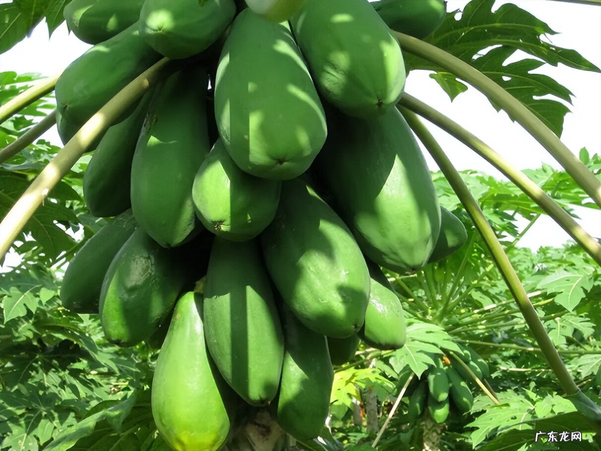 番木瓜的图片 番木瓜与木瓜